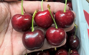 Cherry Úc