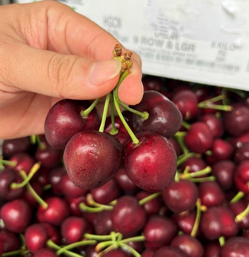 GIÁ QUẢ CHERRY MỸ