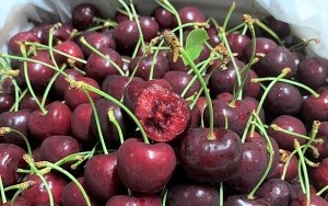 cherry Mỹ có bao nhiêu loại