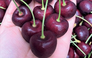 bán quả cherry tại Hà Đông