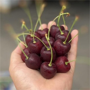 CHERRY MOOM SIÊU PHẨM CUỐI VỤ MỸ