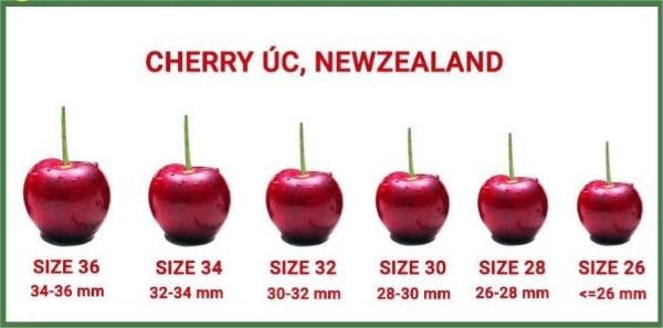 cherry Mỹ