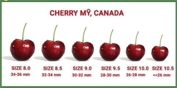 cherry Mỹ