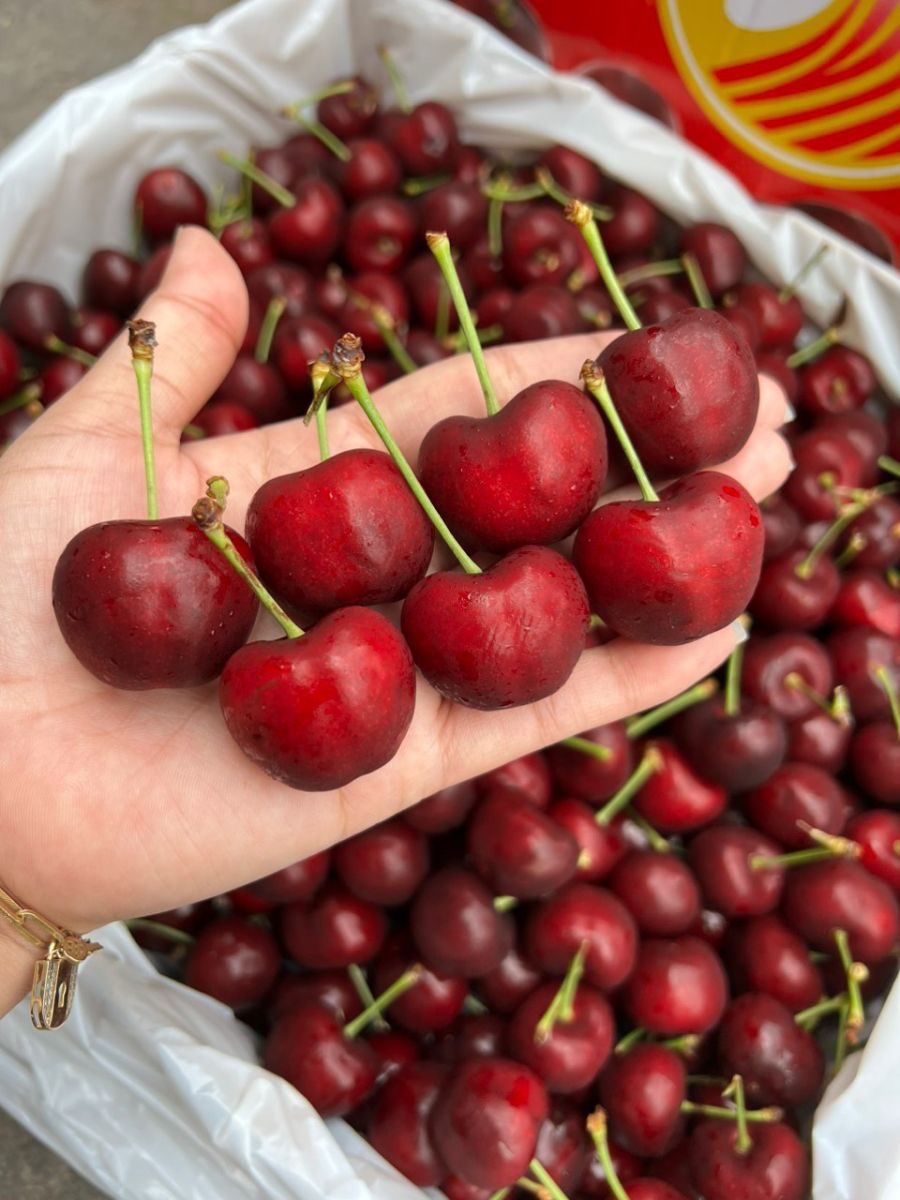 Cherry Coral champagne Golden grow Mỹ