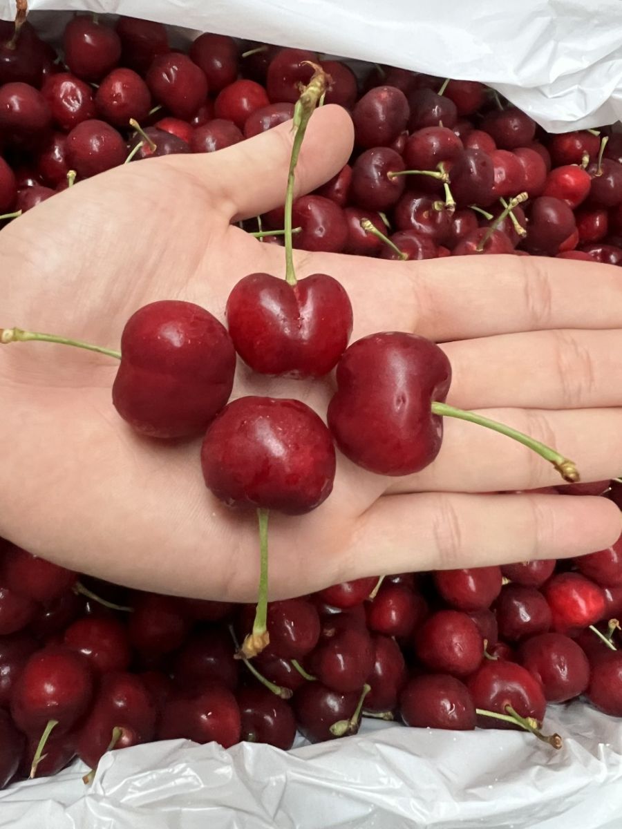 Cherry chuối CND Canada