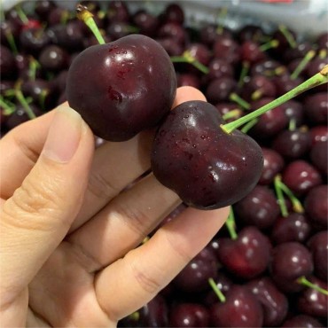 CHERRY NAM MỸ