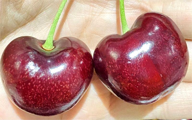 cherry Úc