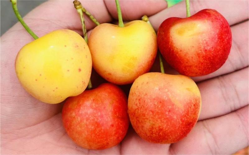 cherry vàng 
