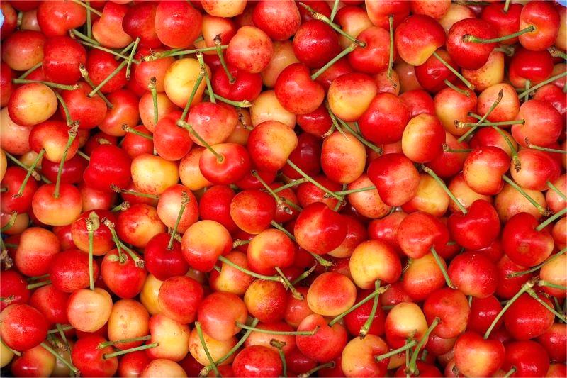 cherry vàng 