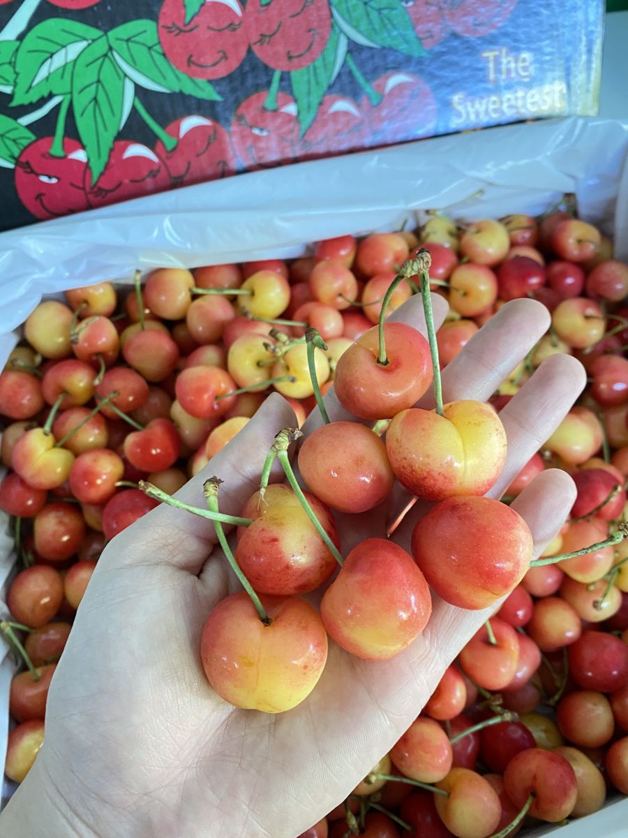 cherry vàng giá bao nhiêu