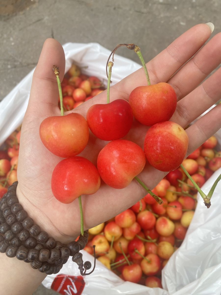 cherry vàng giá bao nhiêu