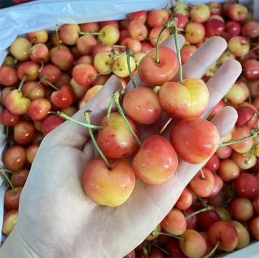 CHERRY VÀNG GIÁ BAO NHIÊU?