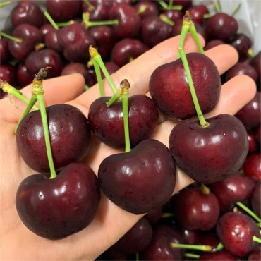 GIÁ CHERRY MỸ NHẬP KHẨU