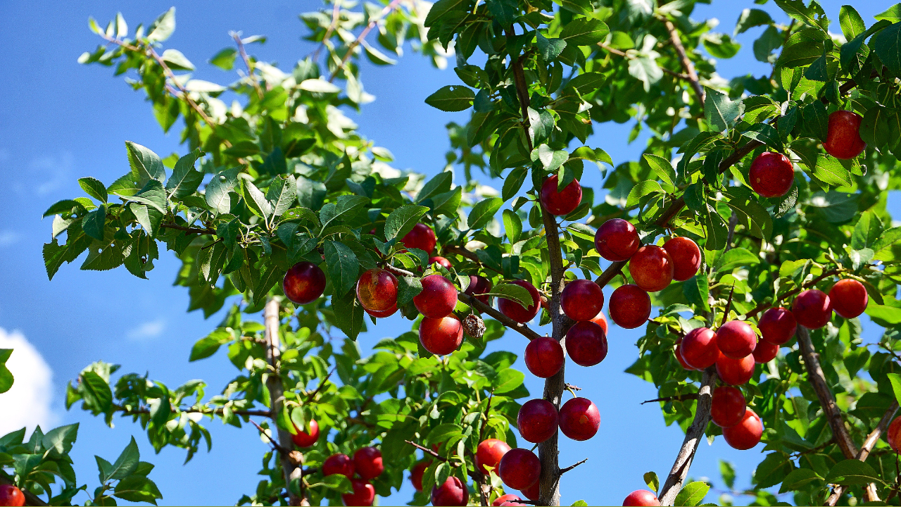 Hình ảnh quả cherry