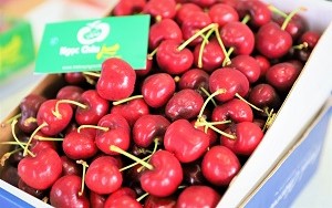 giỏ quà cherry