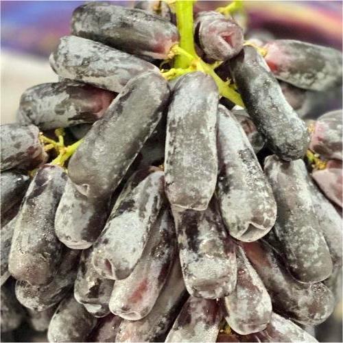 Nho ngón tay Mỹ